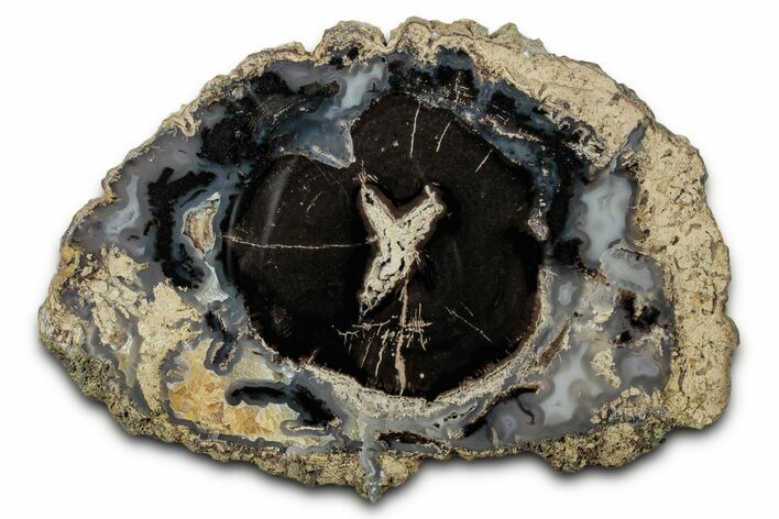 Petrified Wood (Schinoxylon) Round - Blue Forest, Wyoming #335007